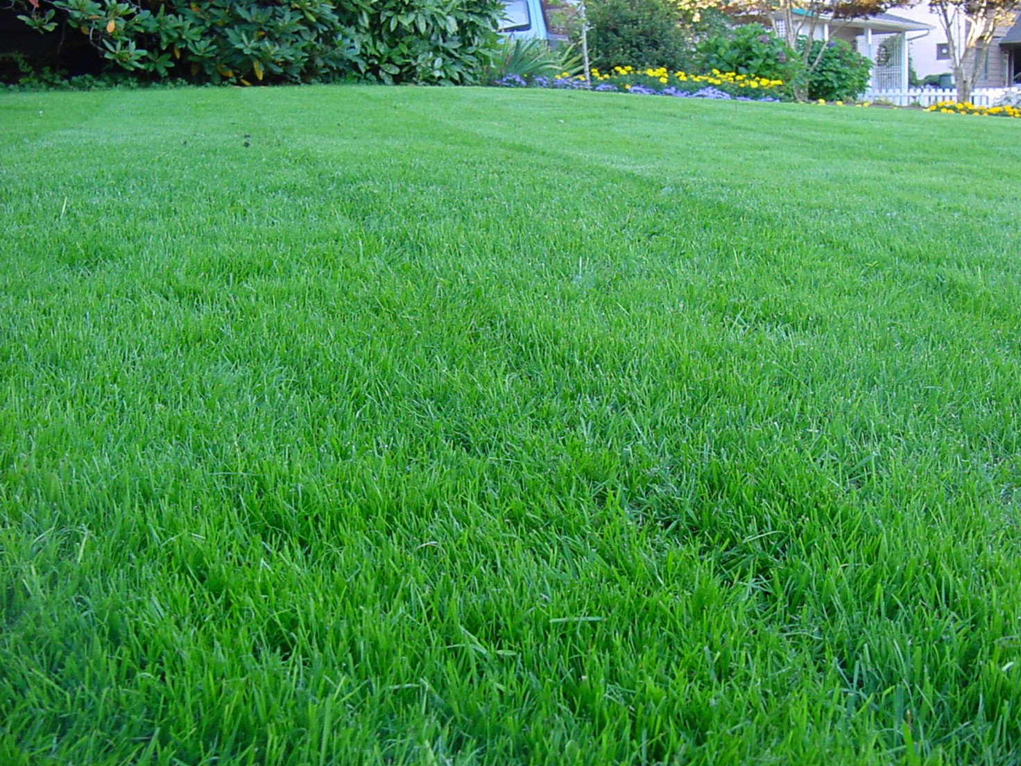 le-poe-pratensis-emeraldgreen-giardinaggioprofessionale