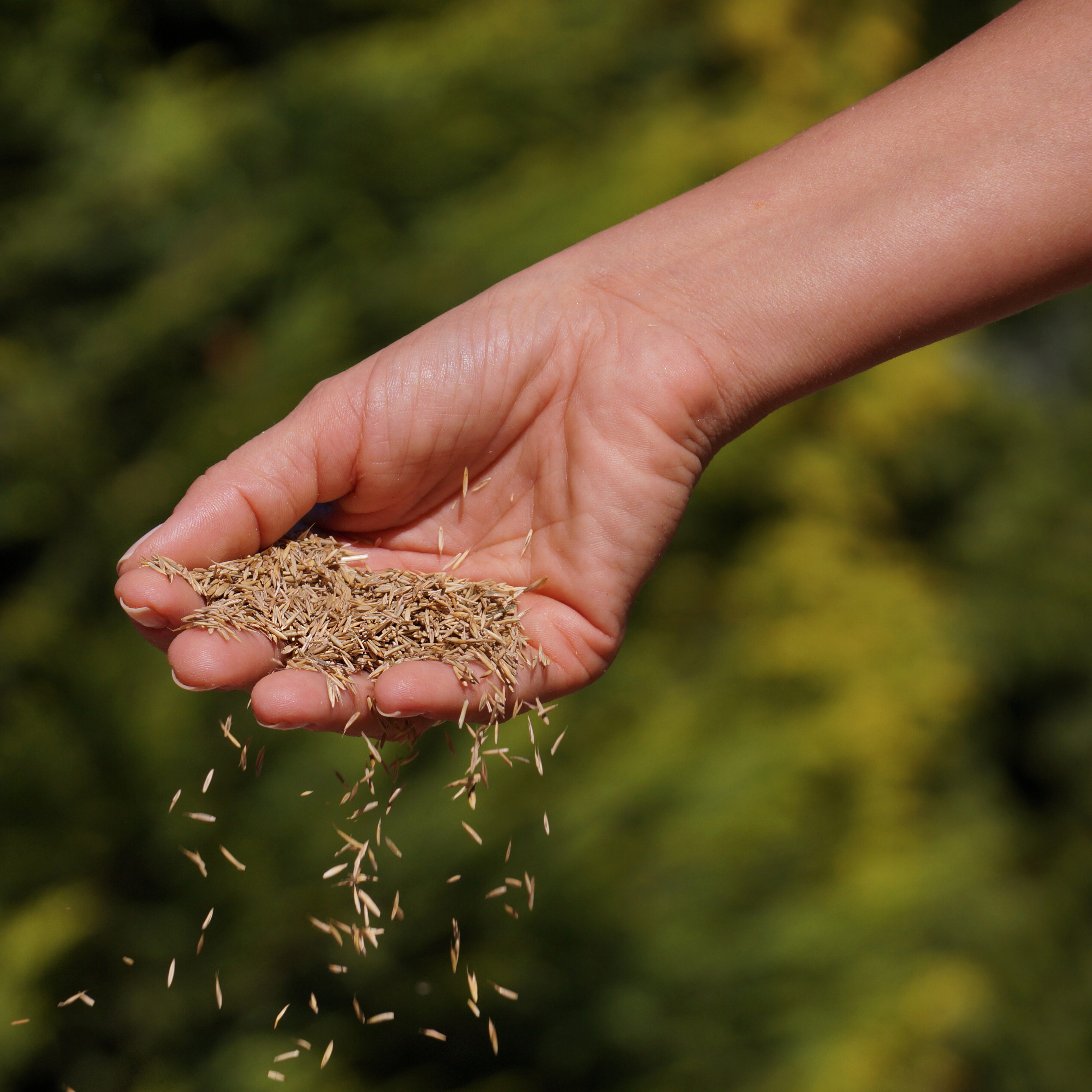 Semina autunnale del prato : scopri perché per le microterme è spesso meglio della primavera per avere un prato più resistente.