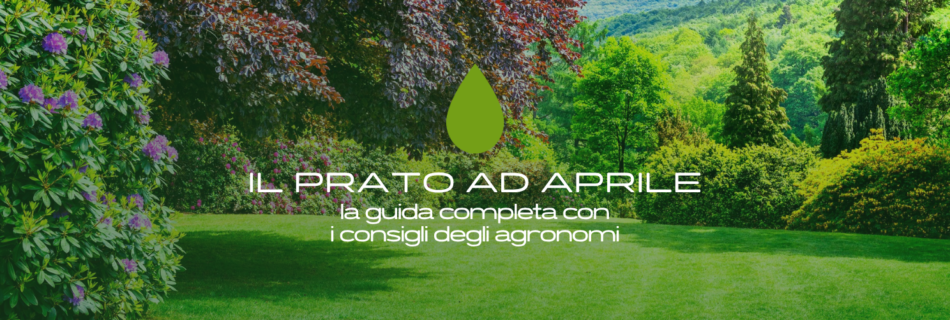 Il prato ad aprile: scopri cosa fare per ottenere un tappeto erboso sano, fitto e resistente. Guida completa su taglio, concimazione, irrigazione e trasemina.
