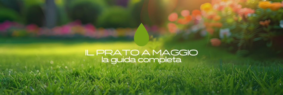 Maggio è un mese di passaggio cruciale per il tappeto erboso: le giornate si allungano, le temperature iniziano a salire e il prato si trova in una fase di grande crescita. Ma proprio ora bisogna prepararlo al meglio per affrontare l’estate, che porterà con sé stress termici, malattie fungine, insetti dannosi e infestanti estive.