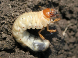 Insetti parassiti del prato: le larve di coleotteri