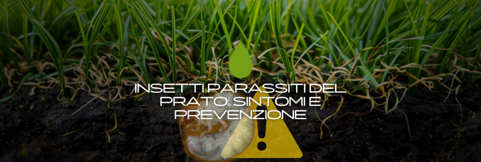 Il prato si secca a chiazze o si solleva come una moquette? Potrebbero essere insetti parassiti del prato. .