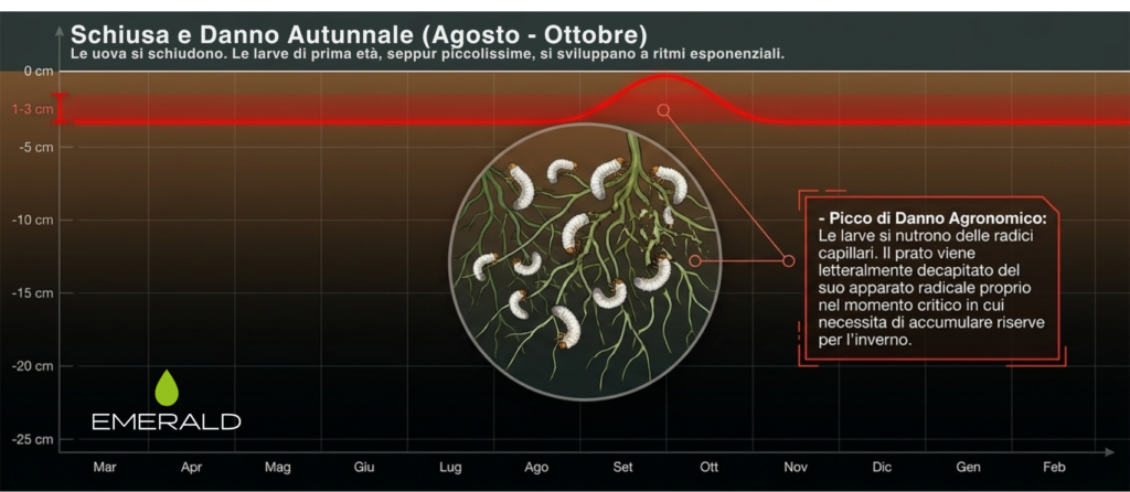 Il prato si secca a chiazze o si solleva come una moquette? Potrebbero essere insetti parassiti del prato. .