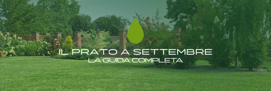 Prato a settembre: scopri cosa fare dopo l’estate tra arieggiatura, trasemina, concimazione, cura del suolo, taglio, irrigazione e prevenzione.